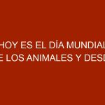 Hoy es el Día Mundial de los Animales y desde AVISA lo celebramos