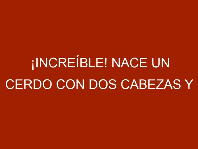 ¡Increíble! Nace un cerdo con dos cabezas y está bien de salud