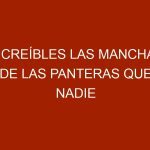 Increíbles las manchas de las panteras que nadie puede ver