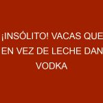 ¡Insólito! Vacas que en vez de leche dan vodka