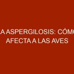 La aspergilosis: cómo afecta a las aves domésticas y silvestres