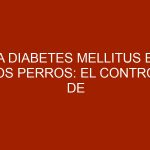La diabetes mellitus en los perros: el control de la enfermedad