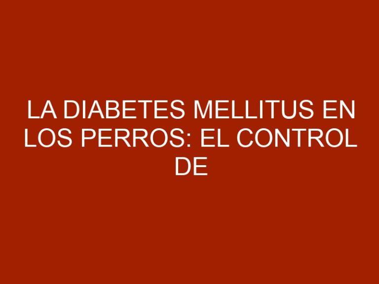 La diabetes mellitus en los perros: el control de la enfermedad