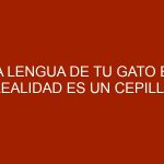 La lengua de tu gato en realidad es un cepillo para pelo súper eficiente