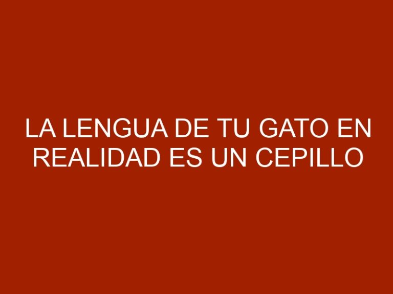 La lengua de tu gato en realidad es un cepillo para pelo súper eficiente