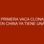 La primera vaca clonada en China ya tiene una cría