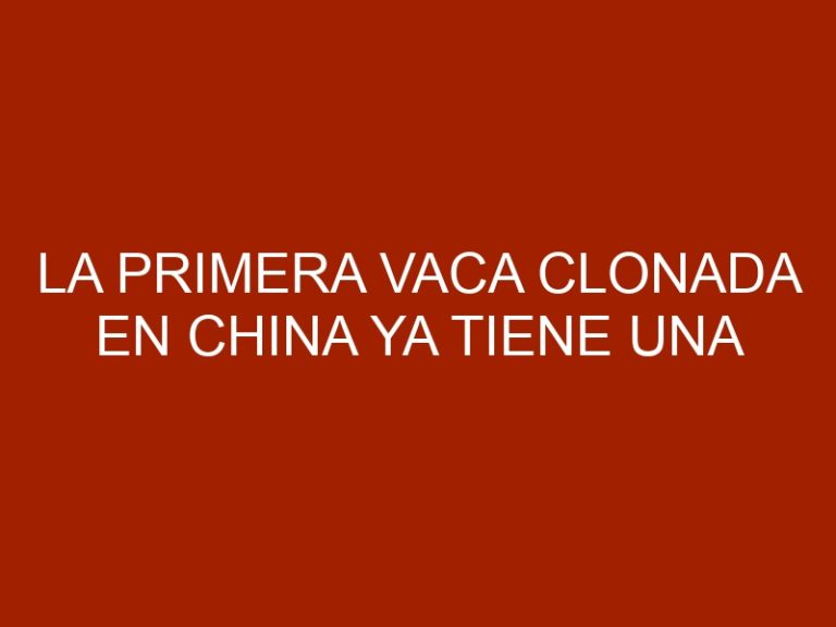 La primera vaca clonada en China ya tiene una cría
