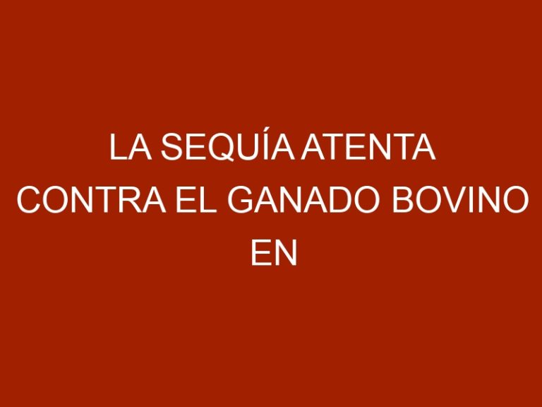 La sequía atenta contra el ganado bovino en Venezuela