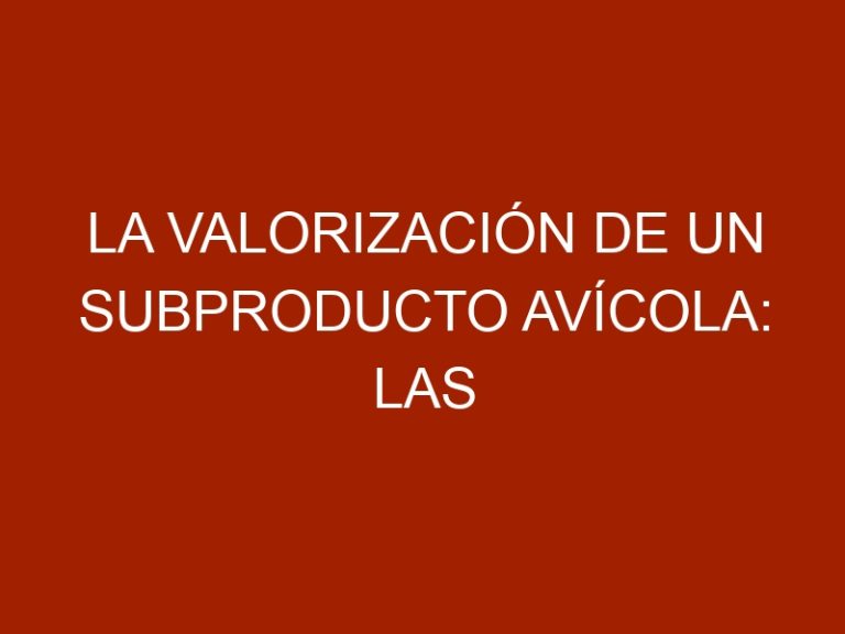 La valorización de un subproducto avícola: las plumas