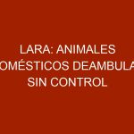 Lara: Animales domésticos deambulan sin control ni protección
