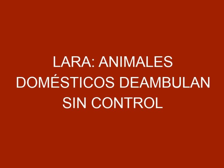 Lara: Animales domésticos deambulan sin control ni protección