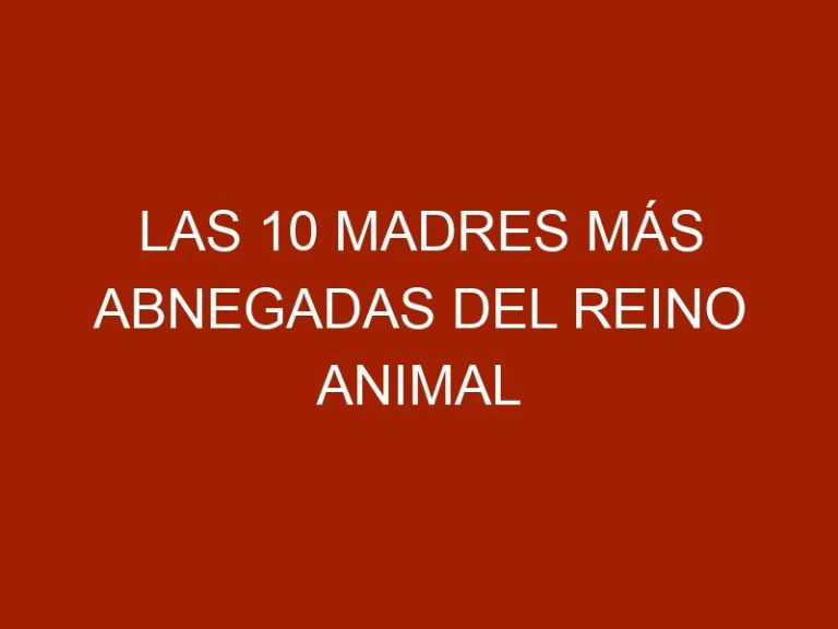 Las 10 madres más abnegadas del reino animal