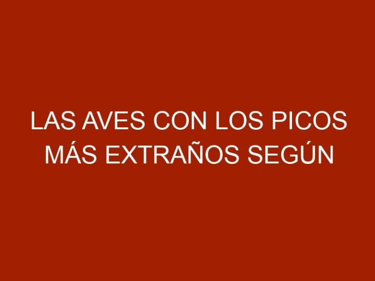 Las aves con los picos más extraños según National Geographic