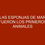 Las esponjas de mar fueron los primeros animales que poblaron la tierra