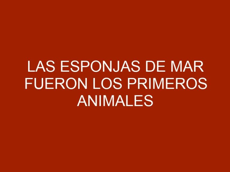 Las esponjas de mar fueron los primeros animales que poblaron la tierra