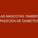 Las mascotas también padecen de diabetes