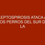 Leptospirosis ataca a los perros del sur de la Florida