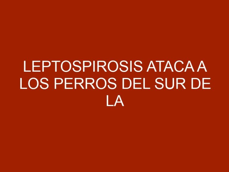 Leptospirosis ataca a los perros del sur de la Florida
