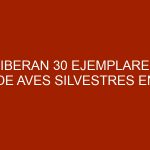 Liberan 30 ejemplares de aves silvestres en áreas naturales de Mérida