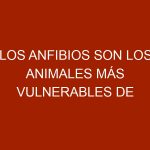 Los anfibios son los animales más vulnerables de Venezuela