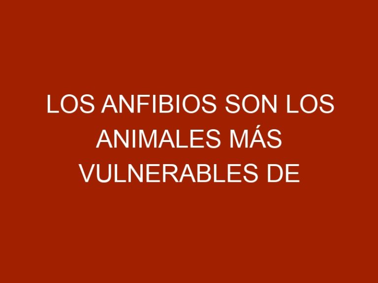 Los anfibios son los animales más vulnerables de Venezuela