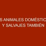 Los animales domésticos y salvajes también pueden padecer cáncer