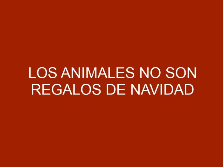 Los animales no son regalos de Navidad