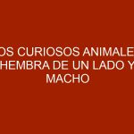 Los curiosos animales: hembra de un lado y macho del otro