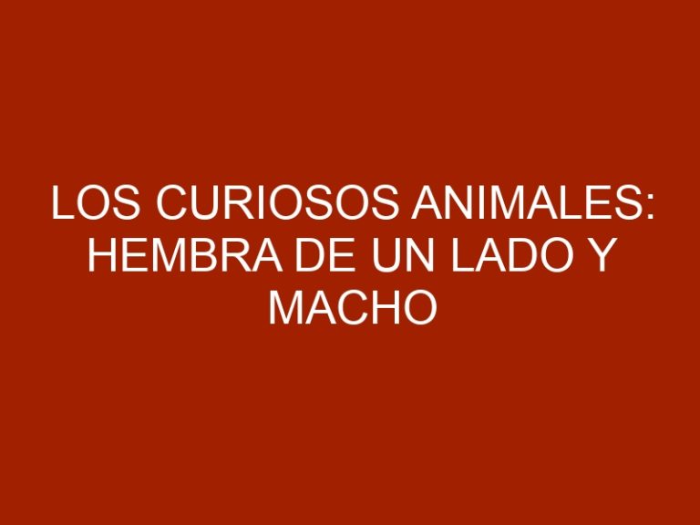 Los curiosos animales: hembra de un lado y macho del otro
