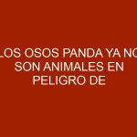 Los osos panda ya no son animales en peligro de extinción