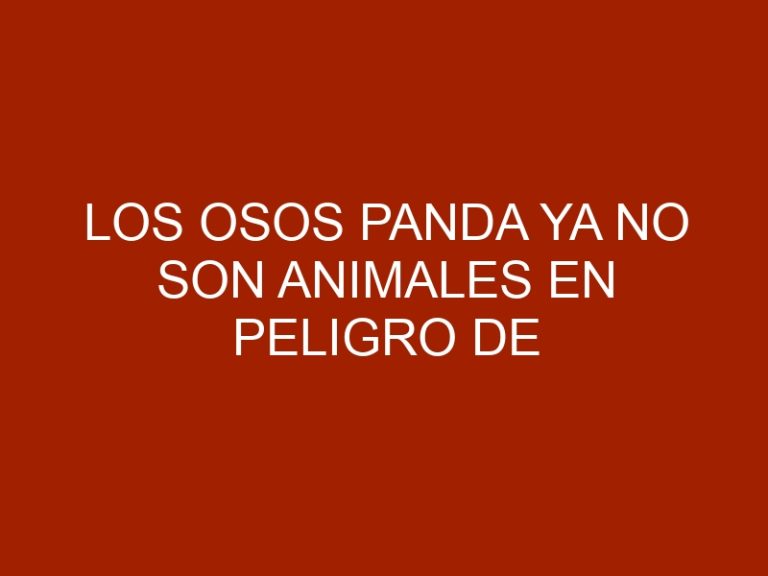 Los osos panda ya no son animales en peligro de extinción