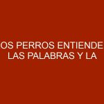 Los perros entienden las palabras y la entonación de las personas
