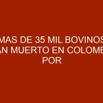 Mas de 35 mil bovinos han muerto en Colombia por la sequía