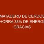 Matadero de cerdos ahorra 38% de energía gracias a la solar térmica