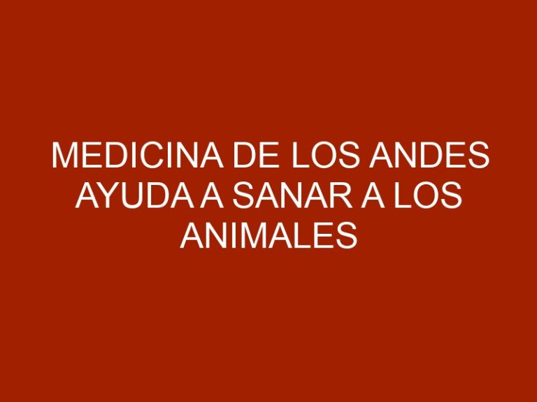 Medicina de los Andes ayuda a sanar a los animales