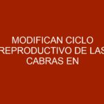 Modifican ciclo reproductivo de las Cabras en México