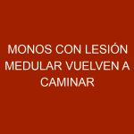 Monos con lesión medular vuelven a caminar gracias a un chip inalámbrico