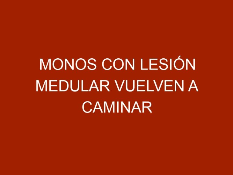 Monos con lesión medular vuelven a caminar gracias a un chip inalámbrico