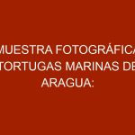 Muestra Fotográfica Tortugas Marinas de Aragua: Tesoro de Nuestras Costas