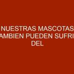 Nuestras mascotas tambien pueden sufrir del corazón