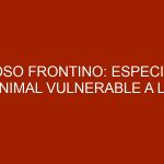 Oso Frontino: Especie Animal Vulnerable a la Extinción