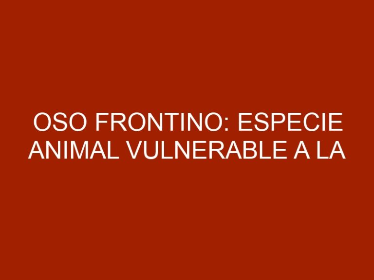 Oso Frontino: Especie Animal Vulnerable a la Extinción