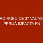 Otro robo de 37 vacas en Perijá impacta en producción lechera