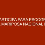 Participa para escoger la Mariposa Nacional de Venezuela