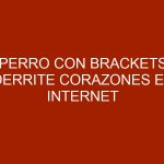Perro con brackets derrite corazones en internet