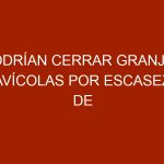 Podrían cerrar granjas avícolas por escasez de alimentos