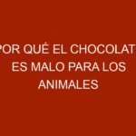 Por qué el chocolate es malo para los animales