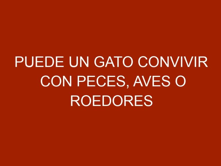 Puede un gato convivir con peces, aves o roedores