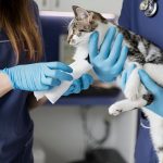 Médicos Veterinarios: Guardianes de la Salud Pública y centinelas contra las Enfermedades Emergentes