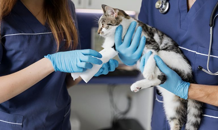 Médicos Veterinarios: Guardianes de la Salud Pública y centinelas contra las Enfermedades Emergentes